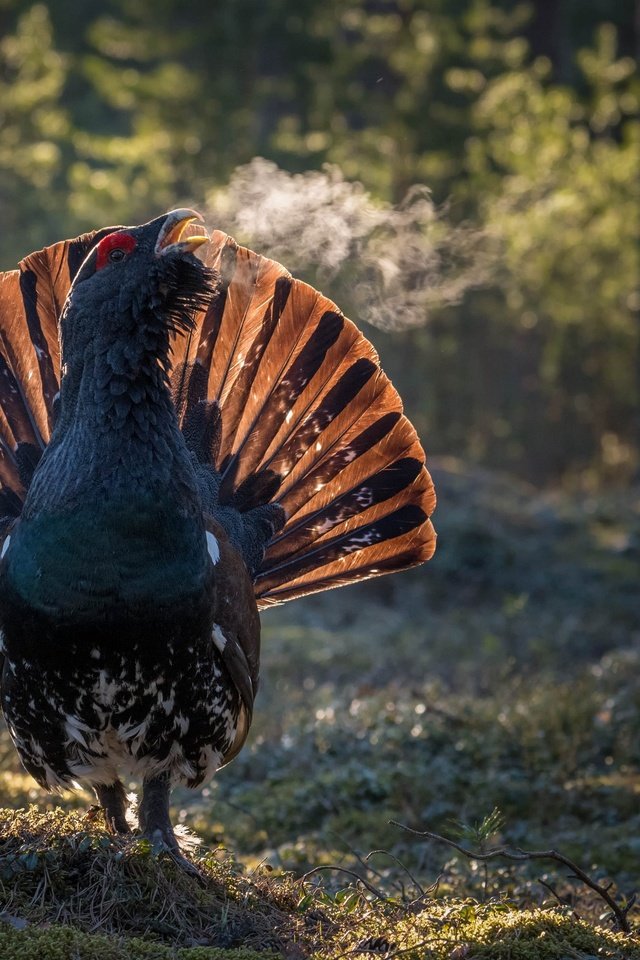 Обои лес, птицы, птица, клюв, перья, хвост, глухарь, forest, birds, bird, beak, feathers, tail, grouse разрешение 3000x2000 Загрузить