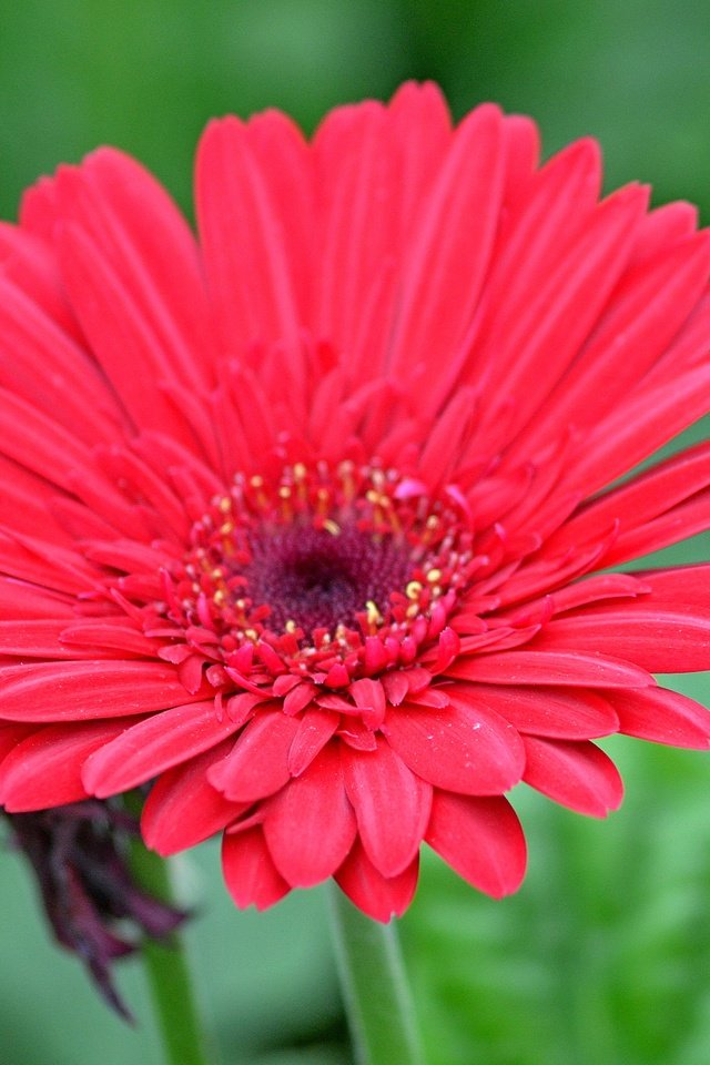 Обои макро, цветок, гербера, красный цветок, macro, flower, gerbera, red flower разрешение 3142x2827 Загрузить