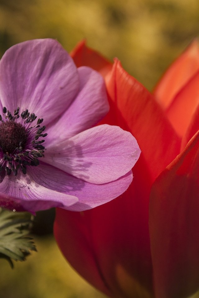 Обои цветы, макро, лепестки, тюльпан, анемона, flowers, macro, petals, tulip, anemone разрешение 2144x1424 Загрузить