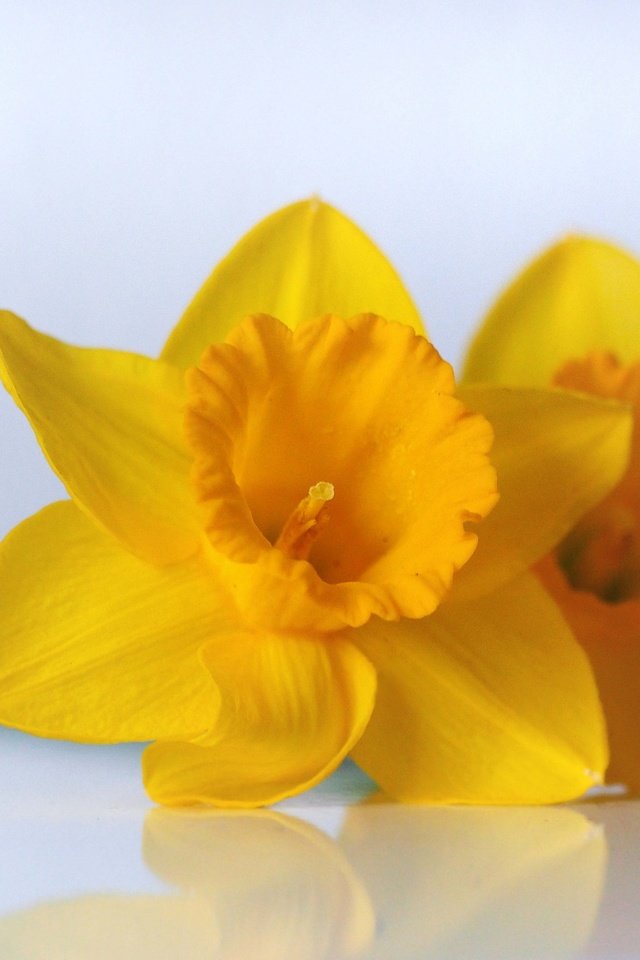 Обои цветы, макро, нарциссы, желтые, дуэт, flowers, macro, daffodils, yellow, duo разрешение 2048x1536 Загрузить