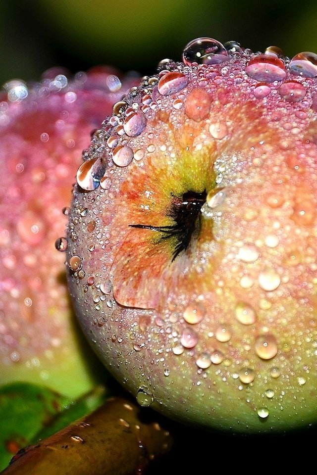 Обои макро, роса, капли, фрукты, яблоки, плоды, macro, rosa, drops, fruit, apples разрешение 2000x1324 Загрузить