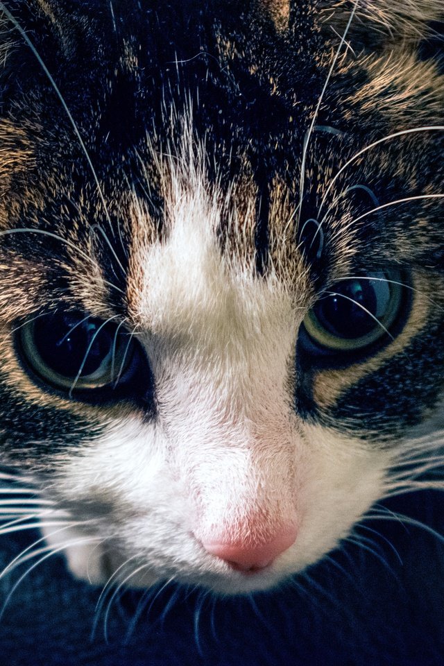 Обои глаза, морда, кот, усы, кошка, взгляд, полосатый, eyes, face, cat, mustache, look, striped разрешение 6000x4000 Загрузить