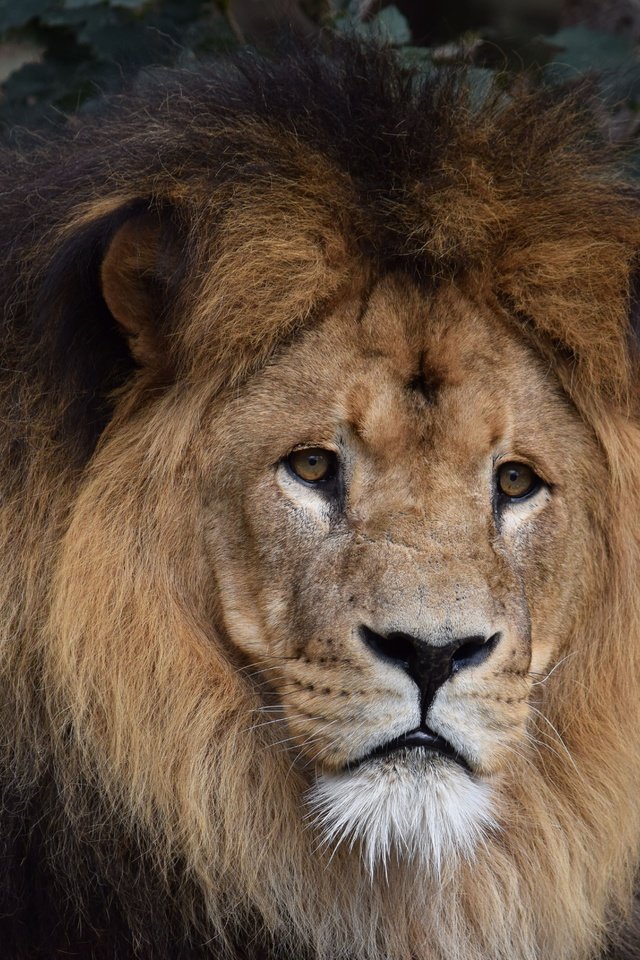 Обои глаза, морда, взгляд, хищник, лев, грива, eyes, face, look, predator, leo, mane разрешение 5928x3952 Загрузить