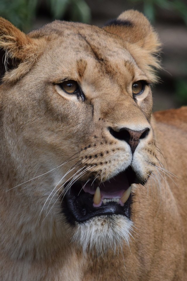 Обои глаза, морда, взгляд, хищник, лев, пасть, львица, eyes, face, look, predator, leo, mouth, lioness разрешение 5551x3701 Загрузить