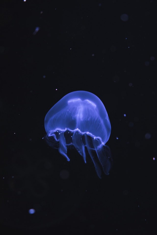 Обои море, океан, медуза, подводный мир, sea, the ocean, medusa, underwater world разрешение 3840x2560 Загрузить