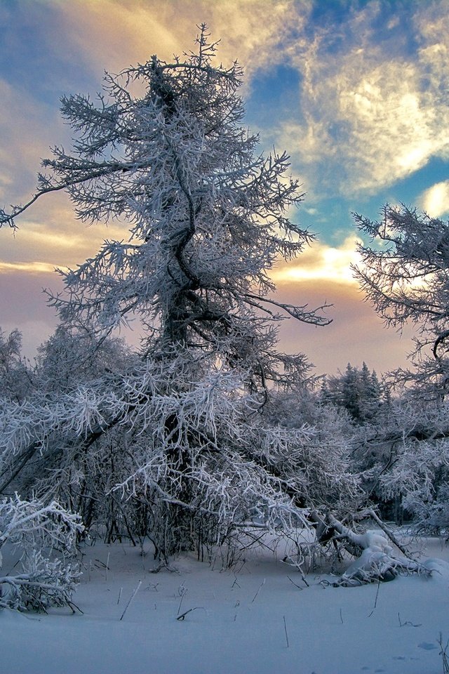 Обои небо, облака, деревья, снег, зима, the sky, clouds, trees, snow, winter разрешение 1920x1280 Загрузить