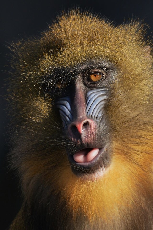 Обои глаза, взгляд, обезьяна, мандрил, mandrillus sphinx, eyes, look, monkey, mandrill разрешение 2048x1150 Загрузить