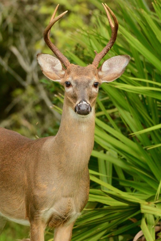 Обои природа, зелень, листья, олень, кусты, животное, nature, greens, leaves, deer, the bushes, animal разрешение 2560x2083 Загрузить