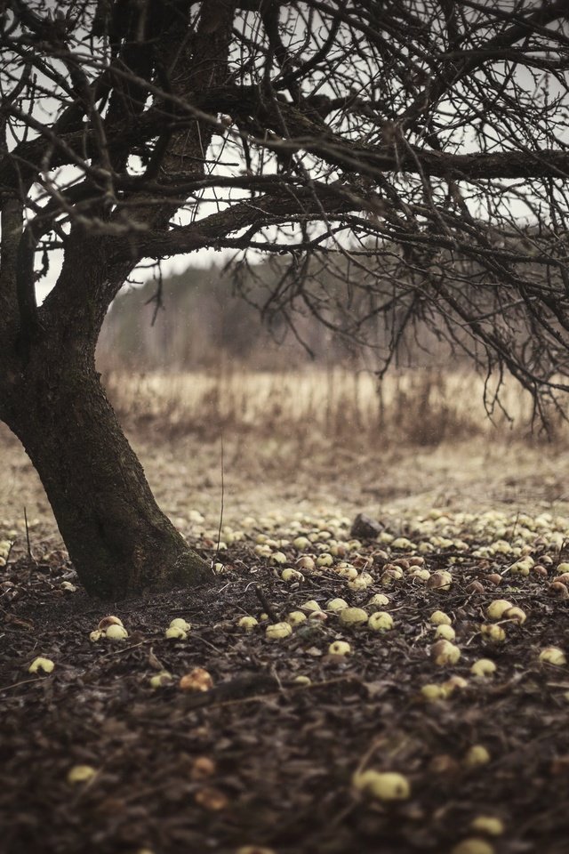 Обои природа, дерево, ветки, яблоки, ствол, яблоня, сухие листья, nature, tree, branches, apples, trunk, apple, dry leaves разрешение 2048x1365 Загрузить