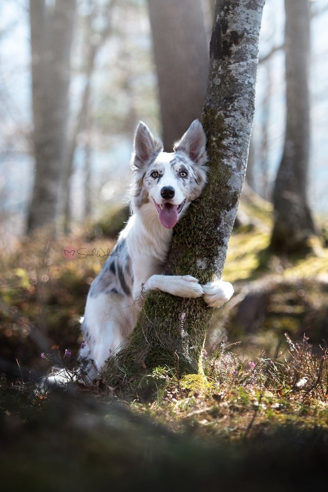 Обои природа, дерево, собака, бордер-колли, nature, tree, dog, the border collie разрешение 2048x1367 Загрузить