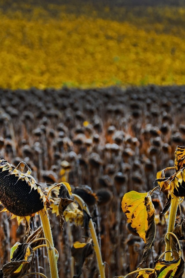 Обои природа, поле, подсолнухи, семечки, nature, field, sunflowers, seeds разрешение 2560x1590 Загрузить