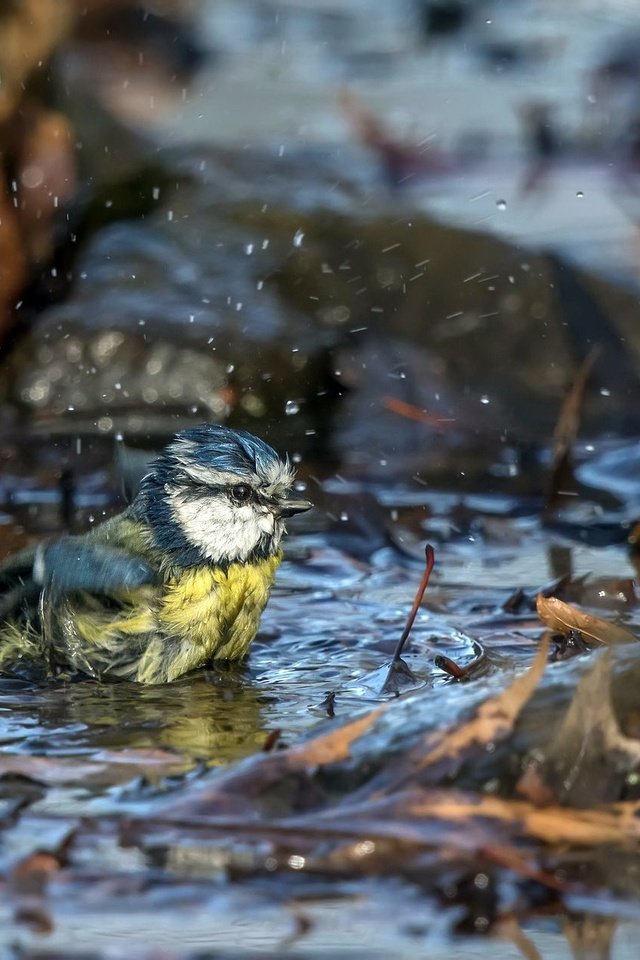 Обои природа, листья, осень, птица, лужа, синица, nature, leaves, autumn, bird, puddle, tit разрешение 2048x1265 Загрузить