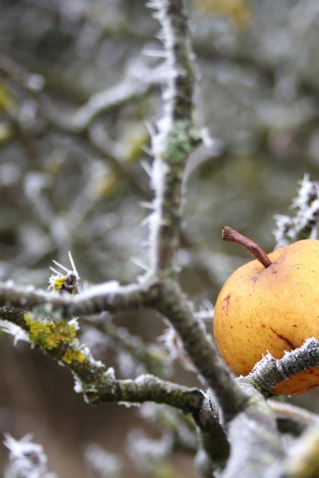 Обои природа, зима, ветки, иней, яблоко, nature, winter, branches, frost, apple разрешение 2048x1367 Загрузить