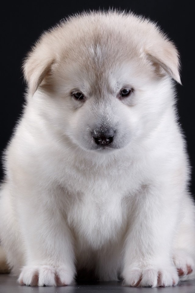 Обои глаза, мордочка, взгляд, собака, щенок, порода, акита, eyes, muzzle, look, dog, puppy, breed, akita разрешение 3000x2072 Загрузить