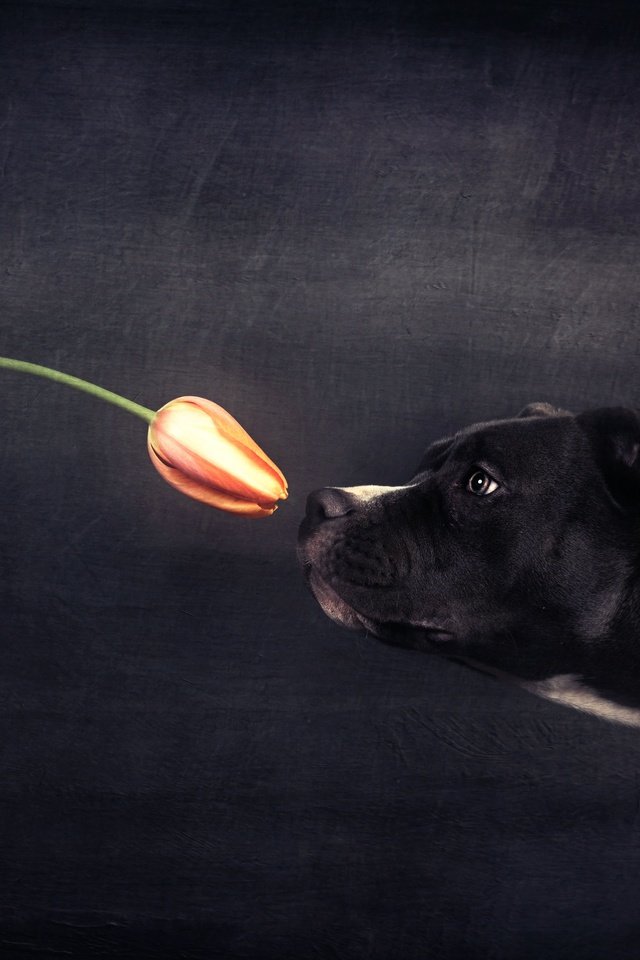 Обои цветок, собака, профиль, черный фон, тюльпан, flower, dog, profile, black background, tulip разрешение 2500x1669 Загрузить