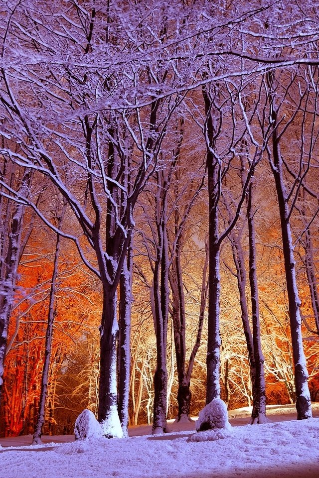 Обои свет, деревья, снег, лес, зима, парк, light, trees, snow, forest, winter, park разрешение 1920x1200 Загрузить