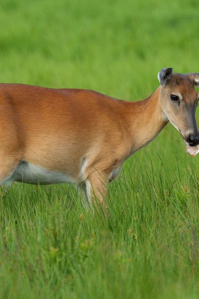 Обои трава, мама, малыш, олени, косуля, олененок, косули, grass, mom, baby, deer, roe, fawn разрешение 2034x1321 Загрузить