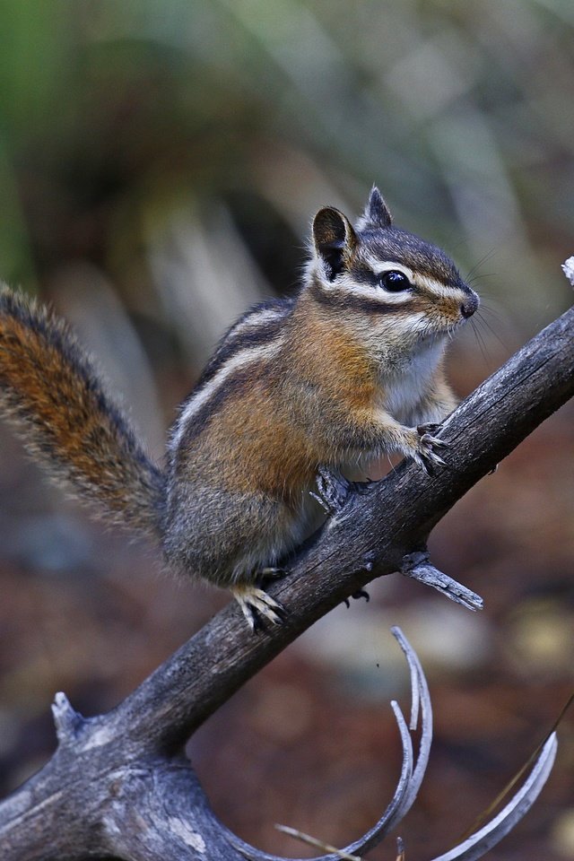 Обои ветка, природа, фон, животное, бурундук, грызун, branch, nature, background, animal, chipmunk, rodent разрешение 2048x1406 Загрузить