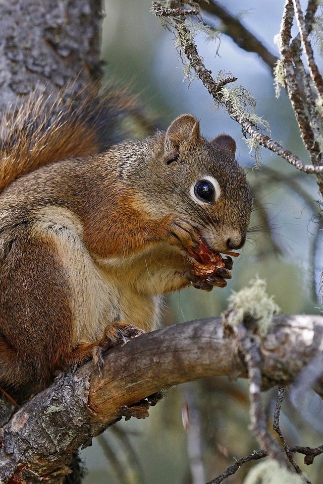 Обои ветка, природа, дерево, белка, хвост, белочка, грызун, branch, nature, tree, protein, tail, squirrel, rodent разрешение 2048x1302 Загрузить