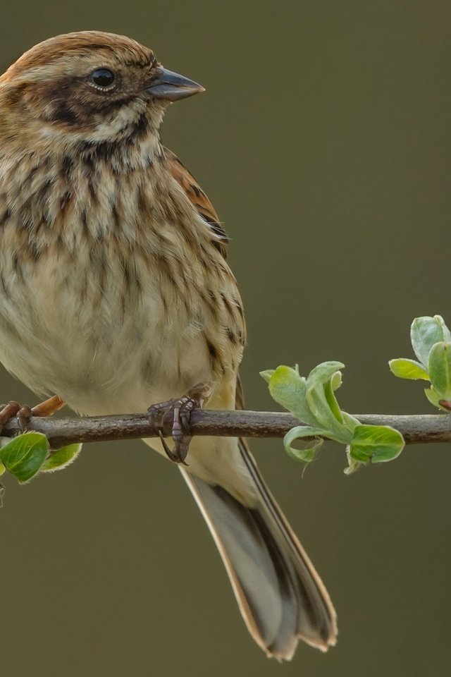 Обои ветка, природа, птица, овсянка, тростниковая овсянка, branch, nature, bird, oatmeal, reed bunting разрешение 2048x1342 Загрузить