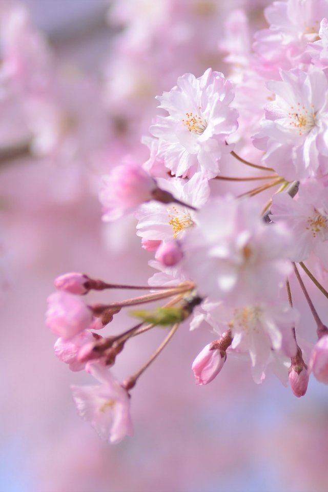 Обои ветка, цветение, весна, розовый, сакура, branch, flowering, spring, pink, sakura разрешение 2048x1356 Загрузить