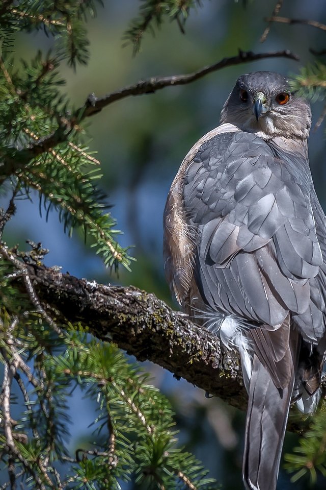 Обои хвоя, ветки, птица, клюв, перья, ястреб, ястреб купера, needles, branches, bird, beak, feathers, hawk, hawk cooper's разрешение 2048x1730 Загрузить