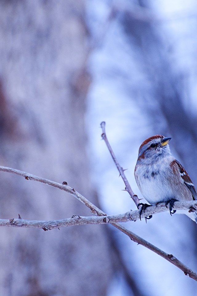 Обои ветки, птица, боке, овсянка, древесная воробьиная овсянка, branches, bird, bokeh, oatmeal, arboreal passerine bunting разрешение 2048x1356 Загрузить