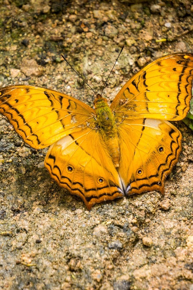 Бабочка с желтыми крыльями. Жёлтая бабочка. Большая желтая бабочка. Бабочки желтого цвета. Крупная желтая бабочка.