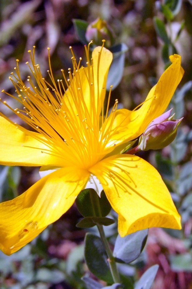 Обои цветок, лепестки, пестики, зверобой, зверобой олимпийский, flower, petals, pistils, st. john's wort, st. john's wort olympic разрешение 2560x1600 Загрузить