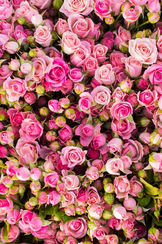 Обои цветы, бутоны, розы, розовые, много, flowers, buds, roses, pink, a lot разрешение 4429x3049 Загрузить