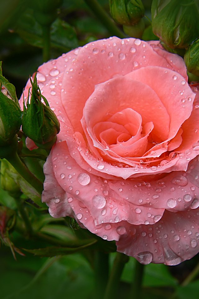 Обои цветы, листья, капля, роза, лепестки, бутон, капли дождя, flowers, leaves, drop, rose, petals, bud, raindrops разрешение 2598x2093 Загрузить