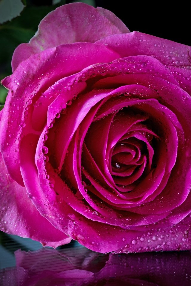 Обои цветы, отражение, капля, роза, черный фон, flowers, reflection, drop, rose, black background разрешение 2048x1365 Загрузить