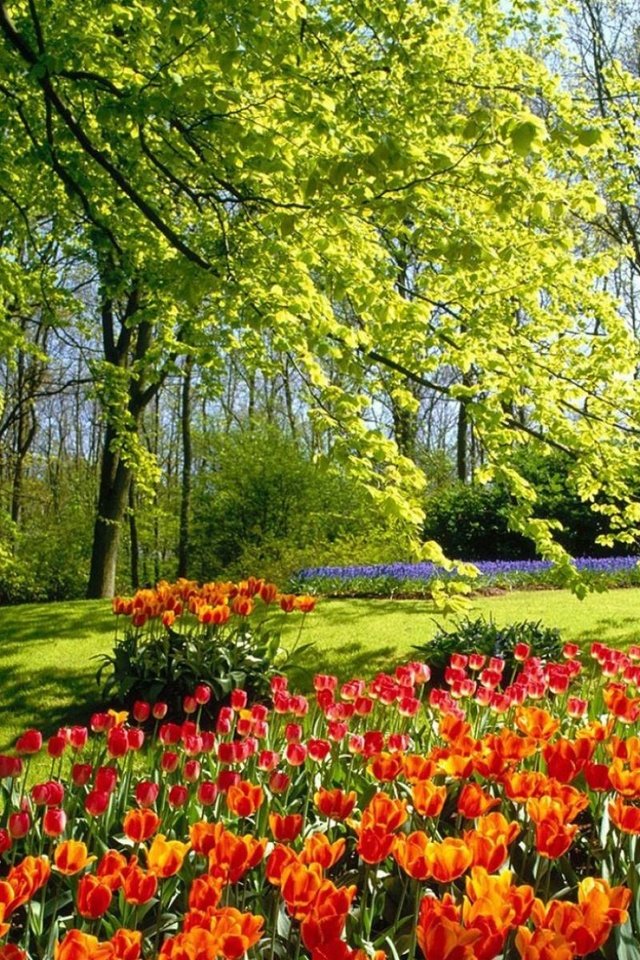 Обои цветы, деревья, лес, парк, поляна, тюльпаны, flowers, trees, forest, park, glade, tulips разрешение 1920x1200 Загрузить