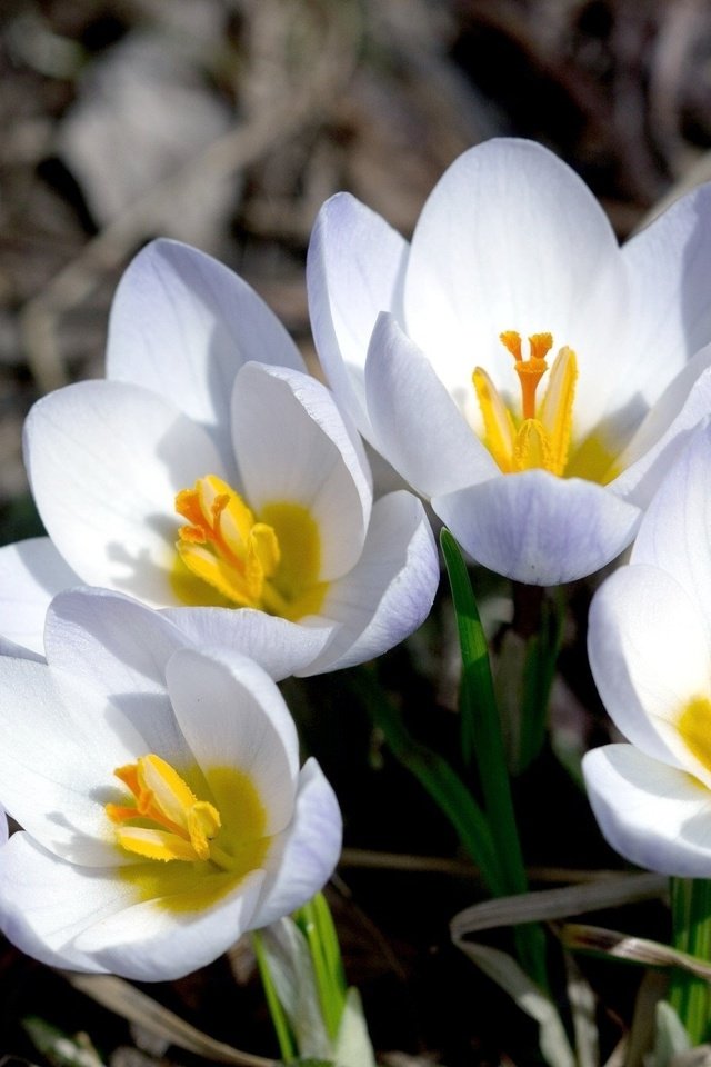 Обои цветы, макро, лепестки, весна, крокусы, flowers, macro, petals, spring, crocuses разрешение 2048x1335 Загрузить