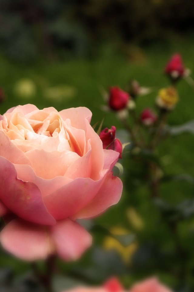 Обои цветы, розы, роза, осень, бутон, розовые, flowers, roses, rose, autumn, bud, pink разрешение 2560x1600 Загрузить