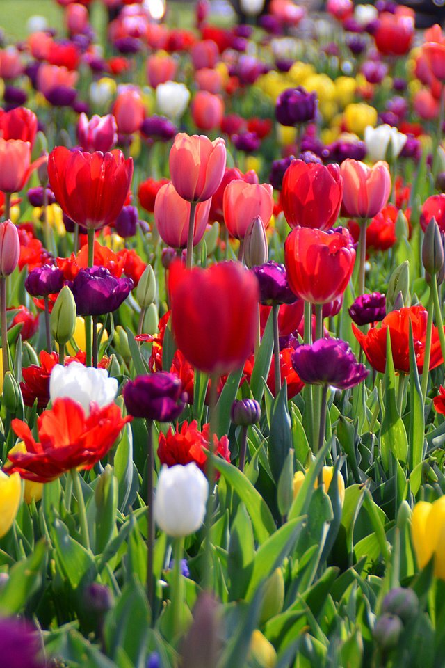 Обои цветы, весна, тюльпаны, flowers, spring, tulips разрешение 2048x1362 Загрузить