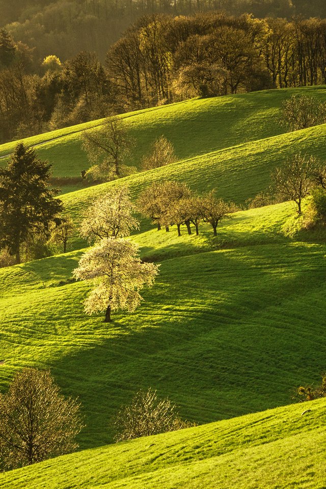 Обои деревья, холмы, природа, цветение, весна, trees, hills, nature, flowering, spring разрешение 2400x1600 Загрузить