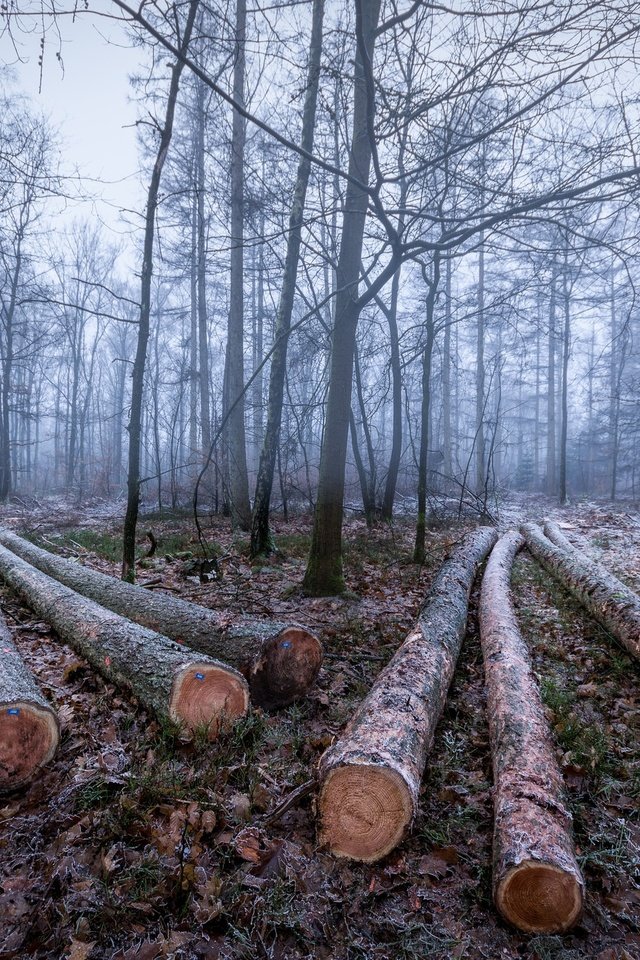 Обои деревья, лес, зима, иней, бревна, trees, forest, winter, frost, logs разрешение 2048x1365 Загрузить