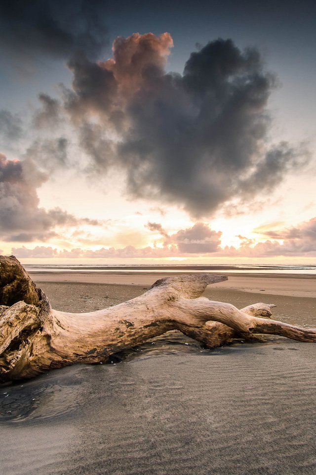 Обои дерево, берег, закат, песок, пляж, tree, shore, sunset, sand, beach разрешение 2048x1357 Загрузить