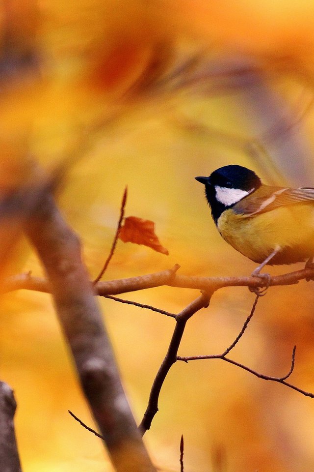 Обои дерево, ветки, осень, птица, синица, tree, branches, autumn, bird, tit разрешение 1920x1200 Загрузить