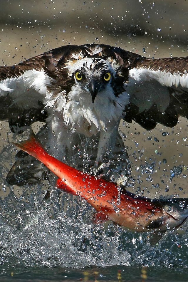 Обои еда, брызги, птица, охота, рыба, лосось, скопа, food, squirt, bird, hunting, fish, salmon, osprey разрешение 2048x1151 Загрузить