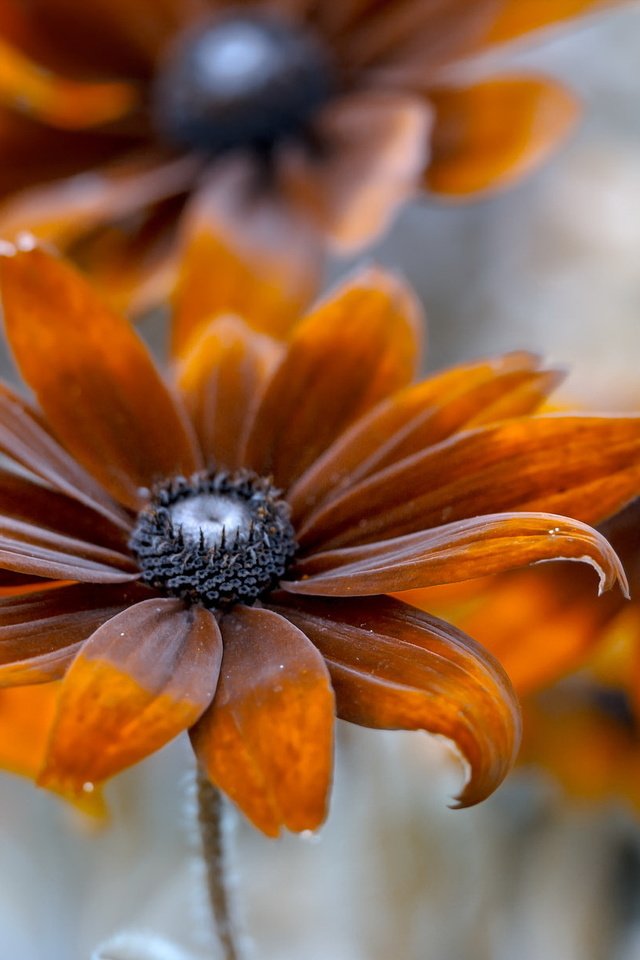 Обои фон, цветок, лепестки, оранжевые, рудбекия, background, flower, petals, orange, rudbeckia разрешение 2047x1214 Загрузить