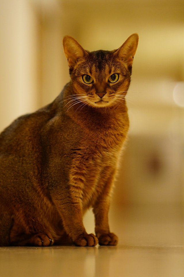 Обои фон, кошка, взгляд, животное, абиссинская, background, cat, look, animal, abyssinian разрешение 2555x1600 Загрузить