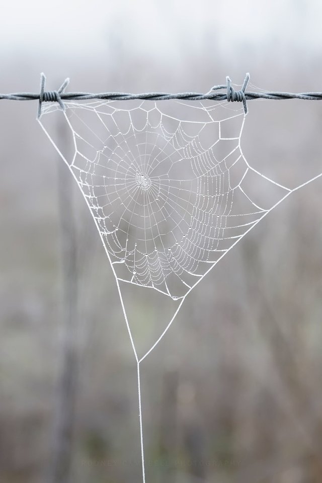 Обои природа, фон, проволока, забор, паутина, nature, background, wire, the fence, web разрешение 2048x1367 Загрузить