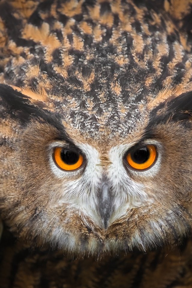 Обои глаза, сова, смотрит, птица, клюв, перья, eyes, owl, looks, bird, beak, feathers разрешение 2500x1786 Загрузить