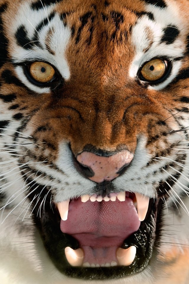 Обои тигр, морда, язык, оскал, амурский тигр, tiger, face, language, grin, the amur tiger разрешение 2560x1596 Загрузить