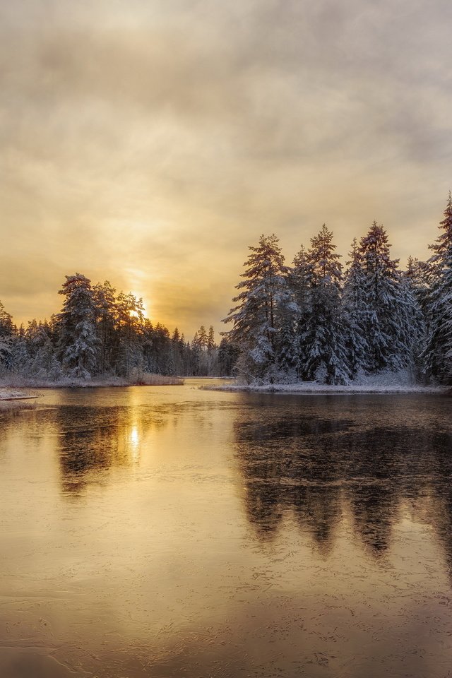 Обои деревья, река, снег, лес, зима, лёд, trees, river, snow, forest, winter, ice разрешение 2560x1707 Загрузить