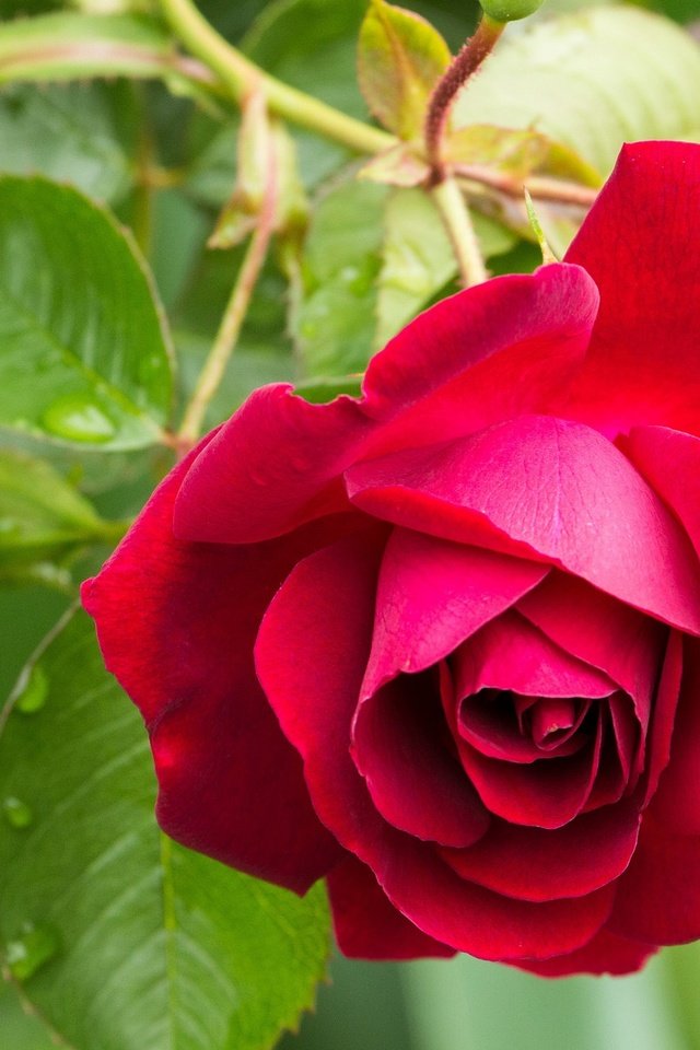 Обои цветок, капли, роза, лепестки, красная, flower, drops, rose, petals, red разрешение 2048x1311 Загрузить