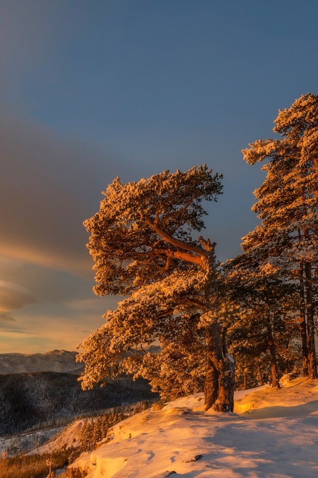 Обои небо, облака, снег, дерево, зима, утро, склон, the sky, clouds, snow, tree, winter, morning, slope разрешение 2048x1316 Загрузить