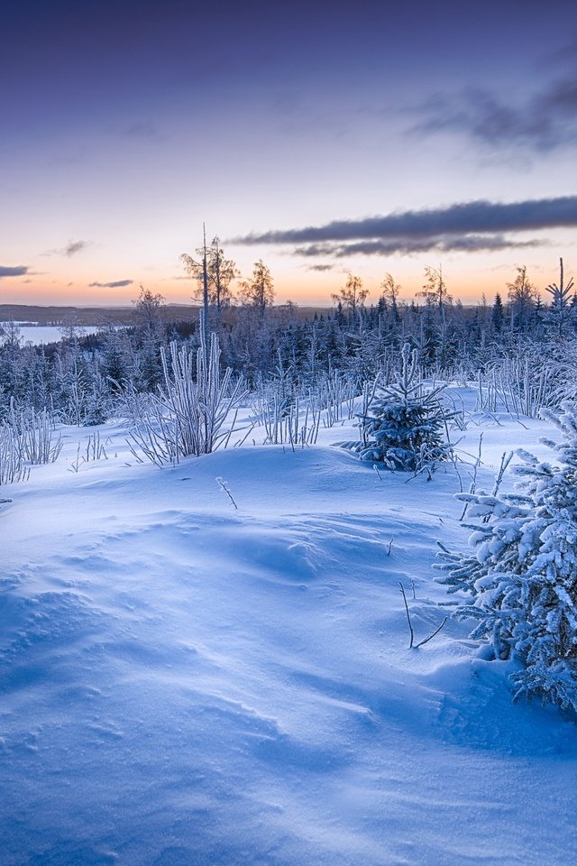 Обои снег, закат, зима, елки, сугробы, snow, sunset, winter, tree, the snow разрешение 2560x1596 Загрузить